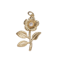 A Daisy Along the Path